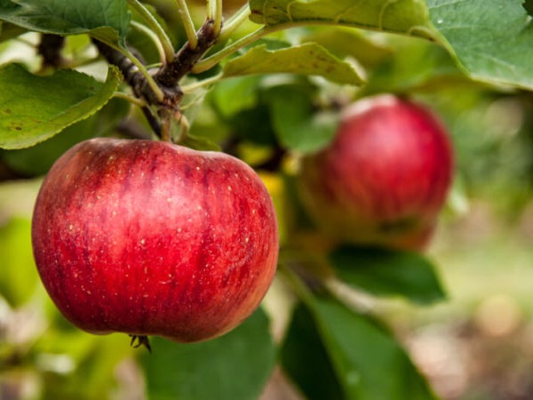 Nahaufnahme Apfel von Apfelplantage