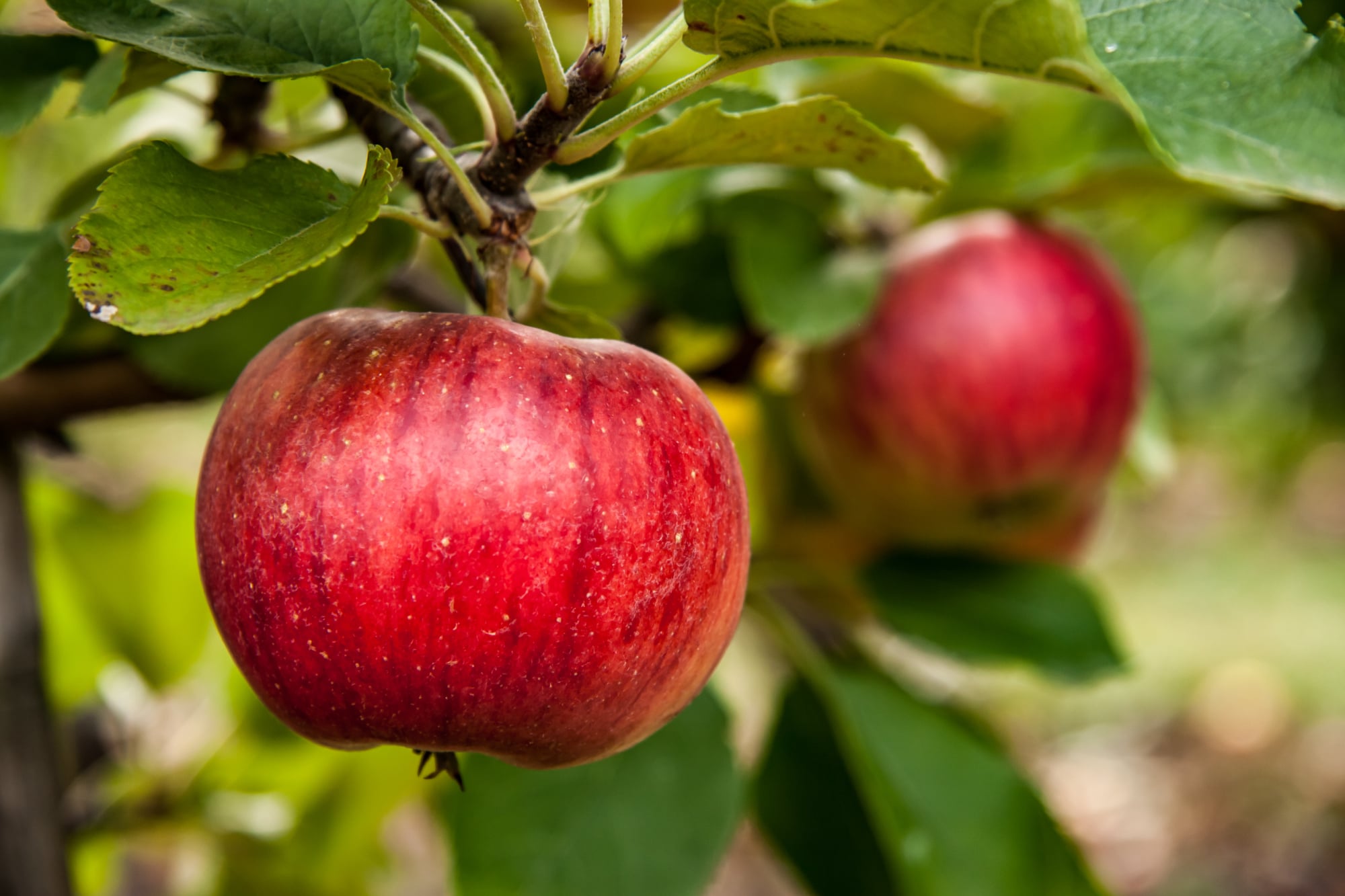 Apfel von Apfelplantage